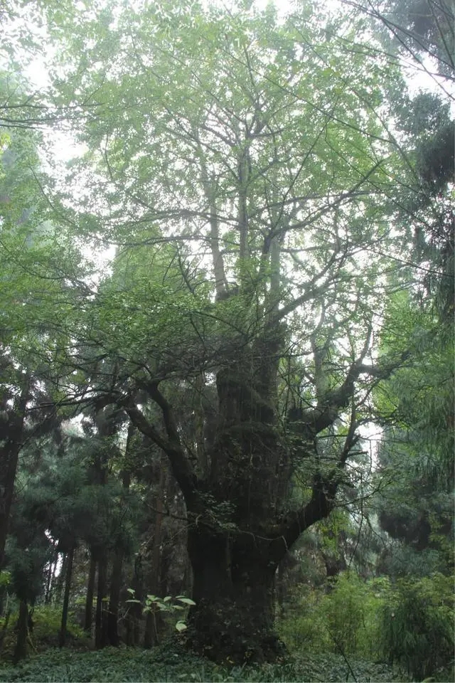 目禅寺